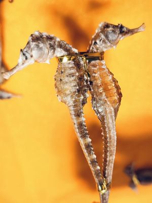 「瓊海」海馬干貨中藥材海馬一公一母三斑海馬泡酒藥材養(yǎng)生煲湯海馬一對(duì)