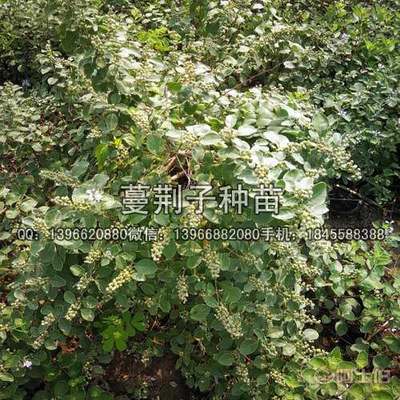 【蔓荊子種苗價(jià)格,扦插蔓荊子苗批發(fā)廠家】亳州市譙城區(qū)俊杰中藥材種植專業(yè)合作社 - 產(chǎn)品庫