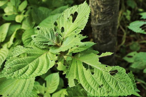 高價(jià)高效益藥材 種植戶(hù)為何說(shuō)“不”？